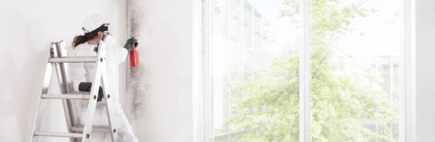 Best Attic Mold Removal  in Kingston, IL