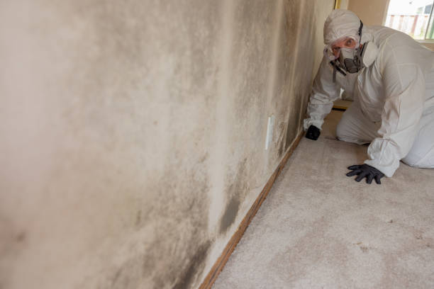 Best Mold Remediation for Healthcare Facilities  in Kingston, IL